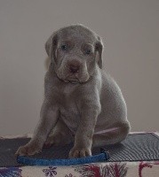 CHIOT Collier BLEU